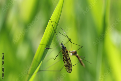 Crane fly is a common name referring to any member of the insect family Tipulidae. Larvae of this insects are significant pest of many crops in soil.