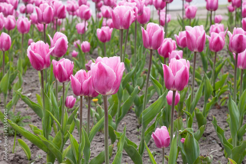 .Pink tupans