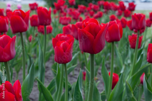 .Red tulips 2