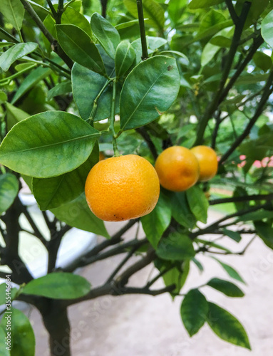Ripe orange Tangerine oranges on the branch with leaves