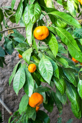 Ripe orange Tangerine oranges on the branch with leaves.