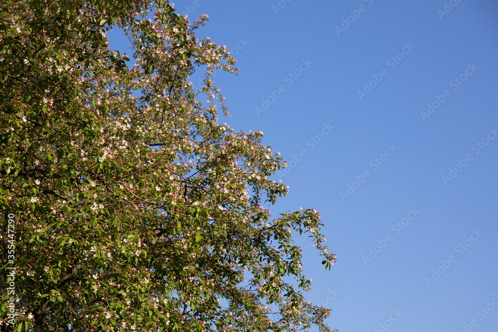 Beautiful nature scene with blooming tree against blue sky Beautiful nature scene with blooming tree against blue sky