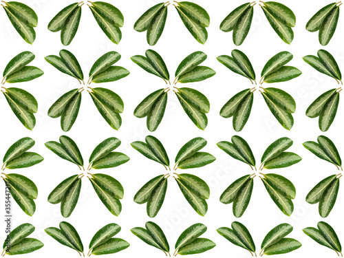 Leaves or Foliage pattern with a white background. Beautiful leaf pattern.