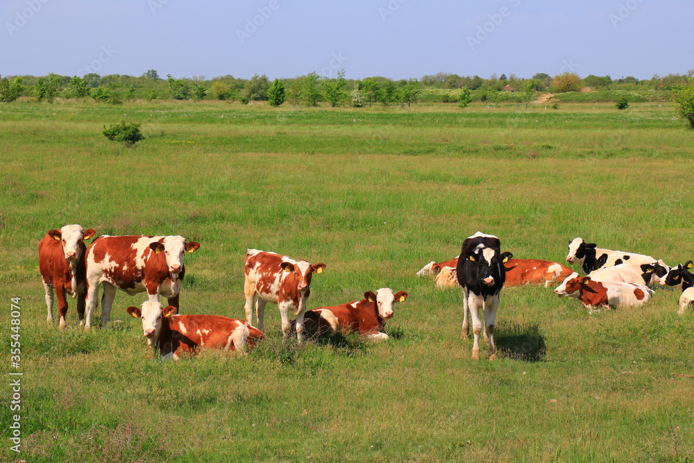 Fototapeta premium Calves on the field and sky