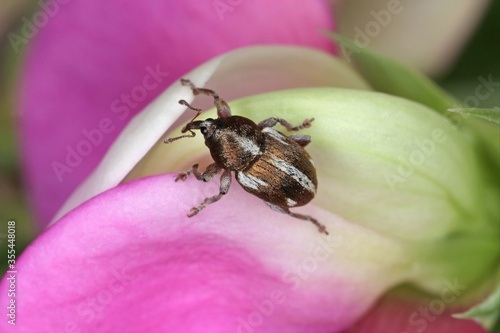Tychius quinquepunctatus is a family beetle Curculionidae Weevils. It is pest of pea and other crops.