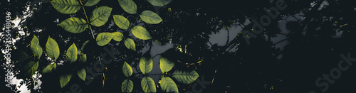 Green leaves background. Green leaves color tone dark. Space for text