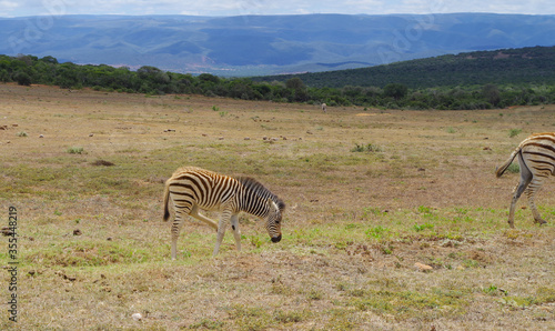 Zebras in the nature reserve in National Park South Africa