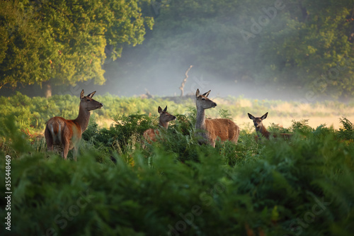 Tableau sur toile Richmond Park