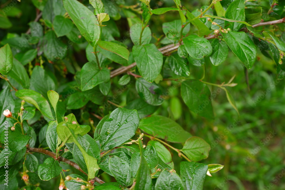 custom made wallpaper toronto digitalGreen tree branch. Beautiful tree. Nature