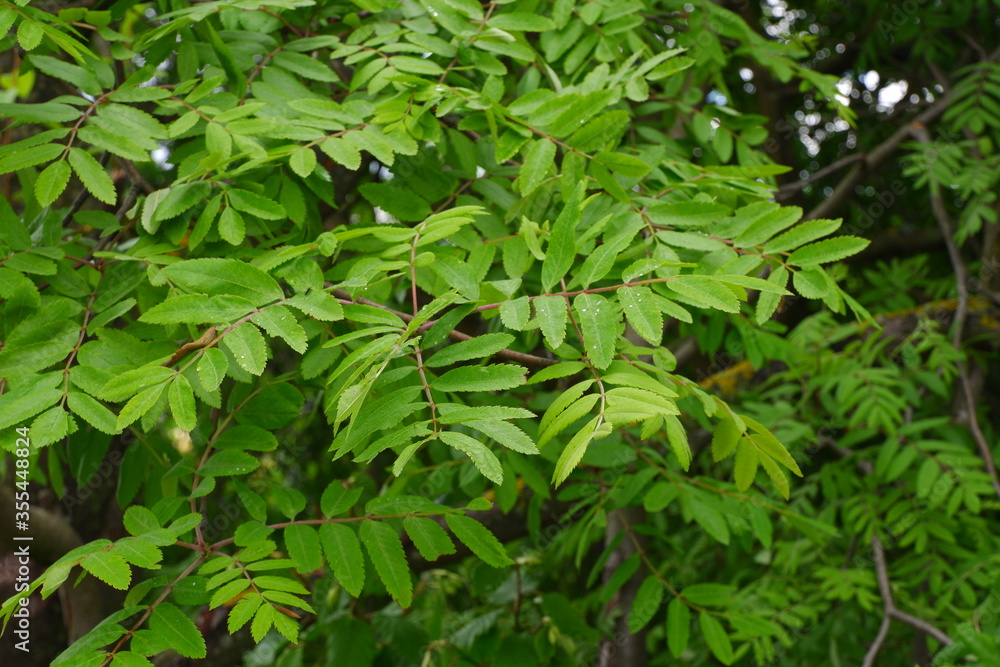 Green tree branch. Beautiful tree. Nature Green tree branch. Beautiful tree. Nature