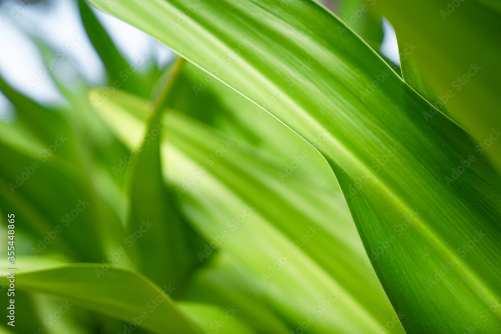 Green close up nature large leaf in relaxing mood and tone with smooth curve and line on rim of leaf. Green close up nature large leaf in relaxing mood and tone with smooth curve and line on rim of leaf.