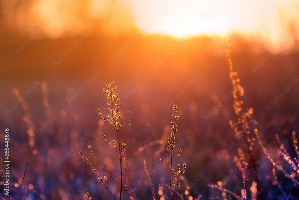 Beautiful sunset over the meadow Beautiful sunset over the meadow