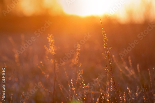 Beautiful sunset over the meadow © AnnaFotyma