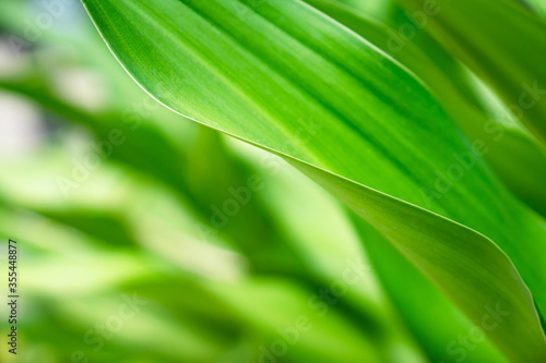 Green close up nature large leaf in relaxing mood and tone with smooth curve and line on rim of leaf.