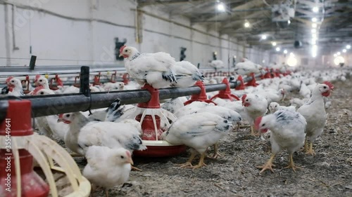 Adler silver breed chicken at a modern poultry farm.