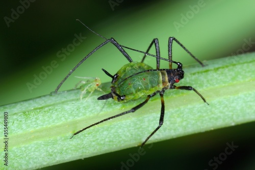 Aphid on a leaf with a freshly born aphid and visible red eyes of young aphids through the abdomen. © Tomasz