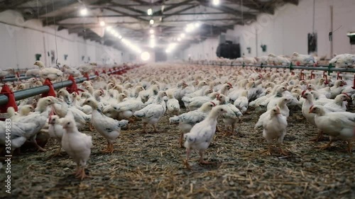 Adler silver breed chicken at a modern poultry farm. photo