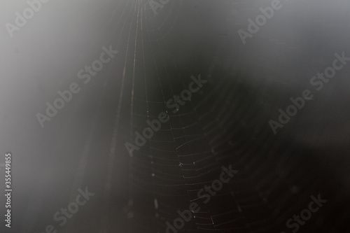 spiderweb