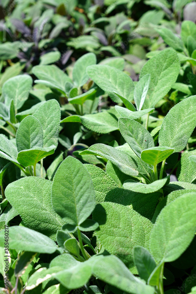 Green, white and purple leaves of variegated culinary sage in the herb garden Green, white and purple leaves of variegated culinary sage in the herb garden