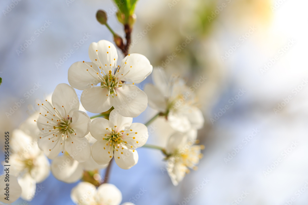 Blossoming tree branch with blue sky background macro Blossoming tree branch with blue sky background macro