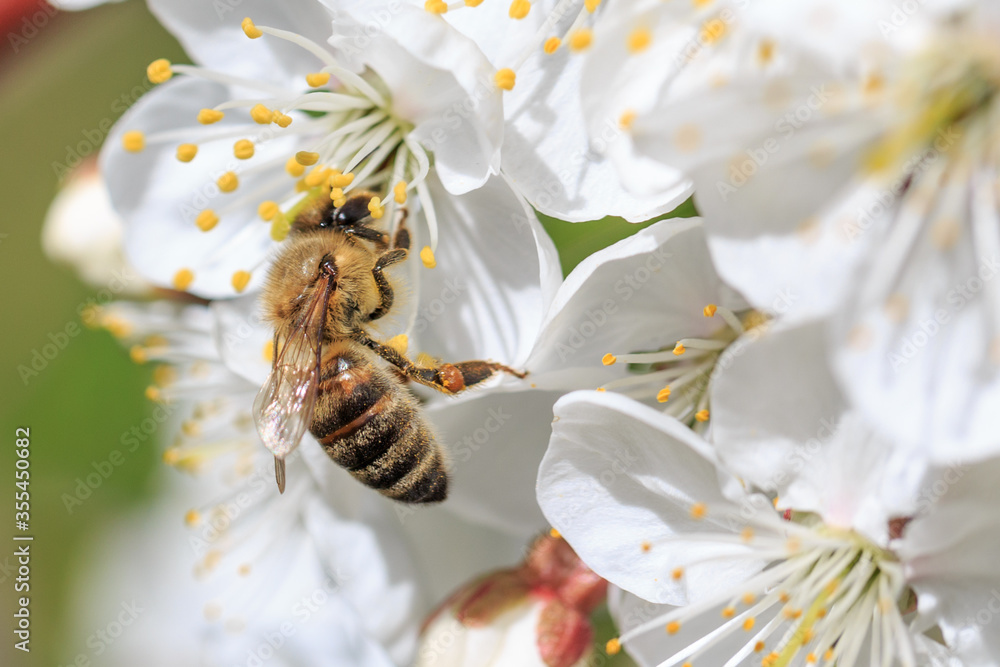 Bee on a flower on branch of apple tree Bee on a flower on branch of apple tree
