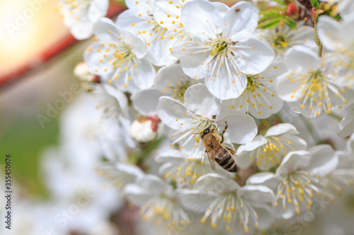 Bee on a flower on branch of apple tree