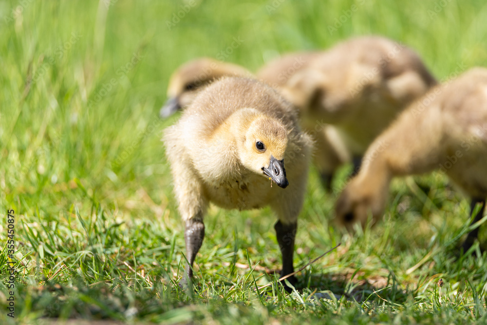 Baby Branta canadensis Canada Goose Gosling waterfowl feeding Baby Branta canadensis Canada Goose Gosling waterfowl feeding