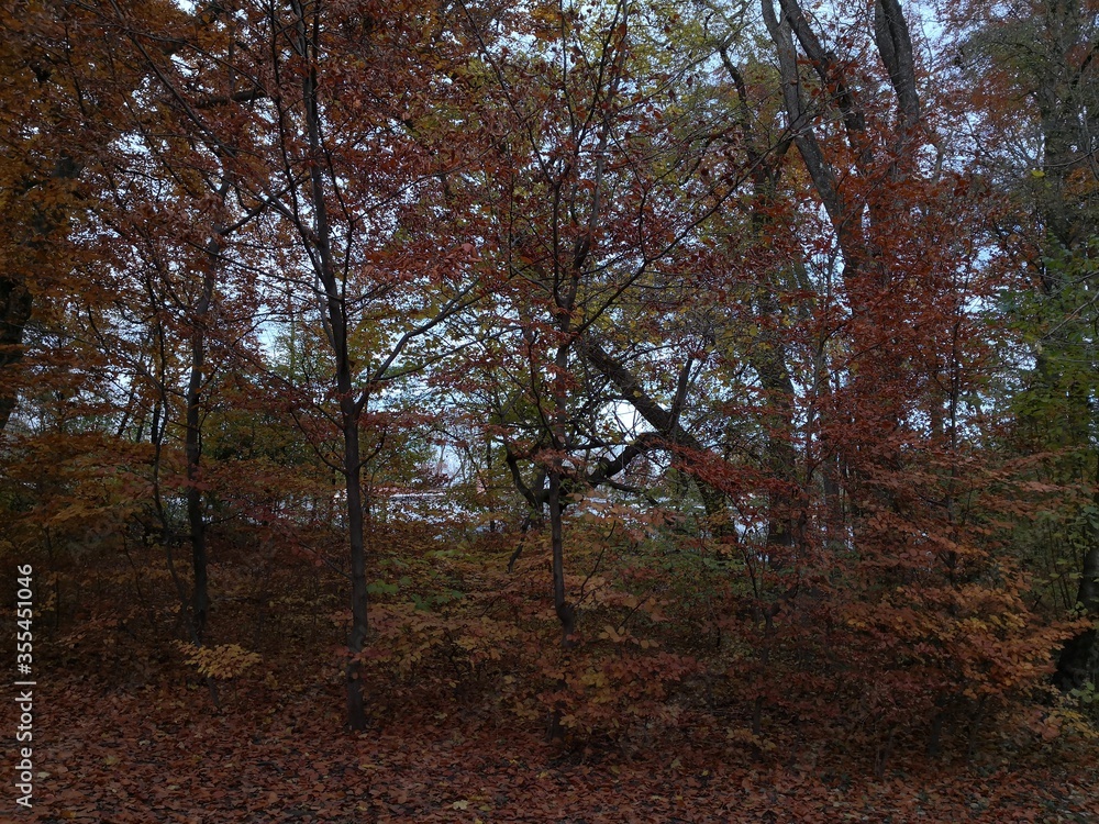 Obraz premium trees in autumn