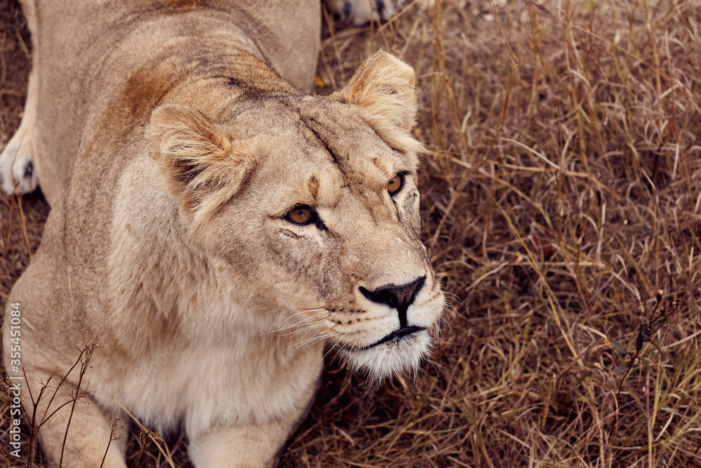 Beautiful lioness in the wild on a hunt in the Republic of South Africa Beautiful lioness in the wild on a hunt in the Republic of South Africa