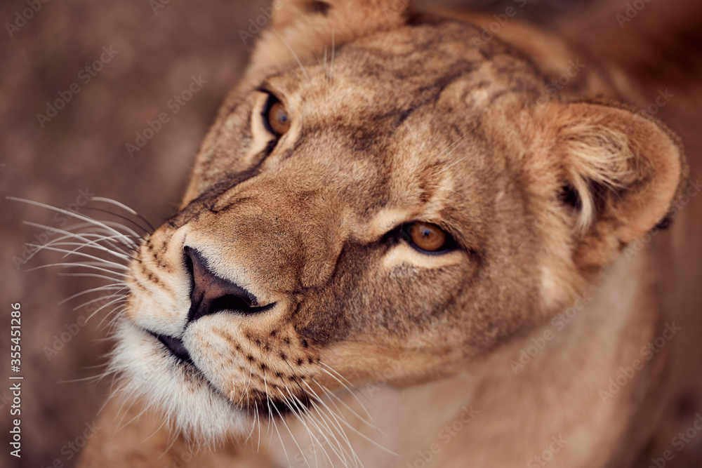 Obraz premium Beautiful lioness in the wild on a hunt in the Republic of South Africa