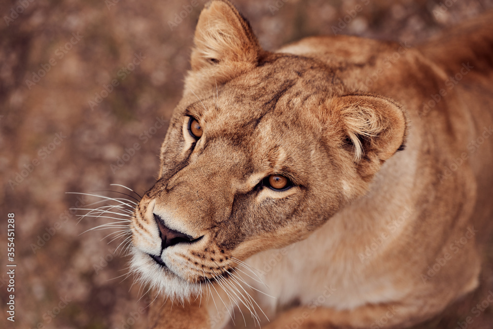 Obraz premium Beautiful lioness in the wild on a hunt in the Republic of South Africa