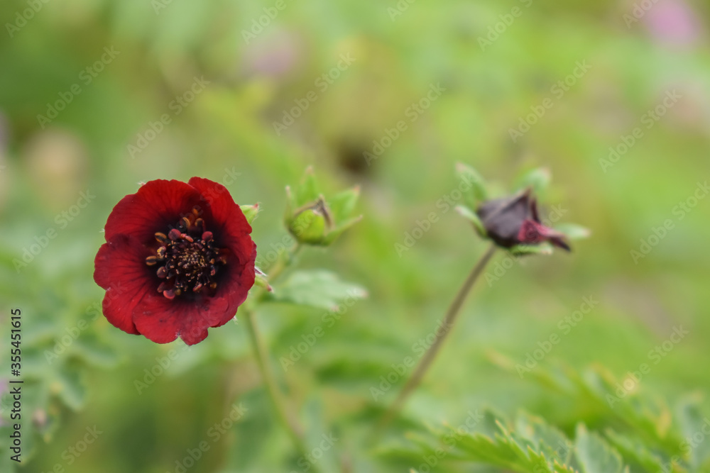 A dark red colored Himalayan flower Potentilla atrosanguinea (Dark Crimson Cinquefoil,Ruby Cinquefoil) seen during monsoon trek to Valley of Flowers National Park, unesco world heritage site in India. A dark red colored Himalayan flower Potentilla atrosanguinea (Dark Crimson Cinquefoil,Ruby Cinquefoil) seen during monsoon trek to Valley of Flowers National Park, unesco world heritage site in India.