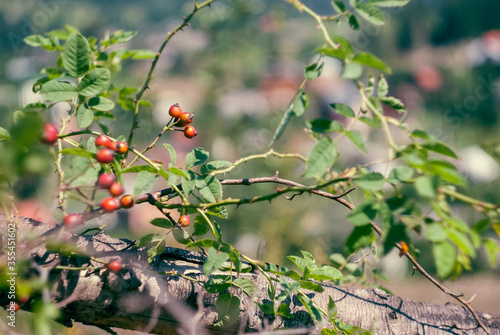 Rose hips in the summer in the Carpathians