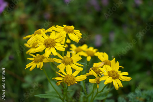 Yellow Himalayan Flower Senecio Laetus Ragwort  Zerjum  blooming in bunch with green bokeh background. Captured at Saraswati river during trip to last indian village Mana in Uttarkhand India.