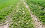 blowballs on dirt road between cereal fields
