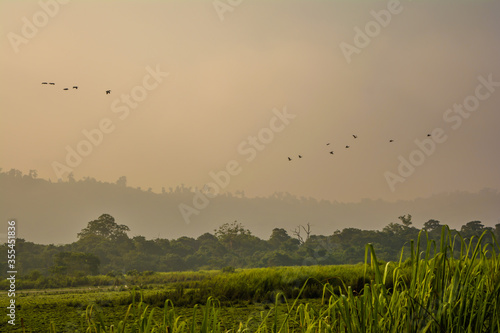Landscape of mountains, tree and fog in the Sunrise time at Kaziranga national park, Assam, India. 