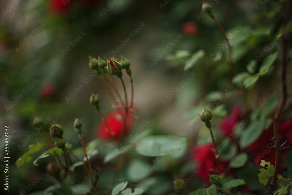 Obraz premium Yong bush of red rose flowers grow in the summer garden.