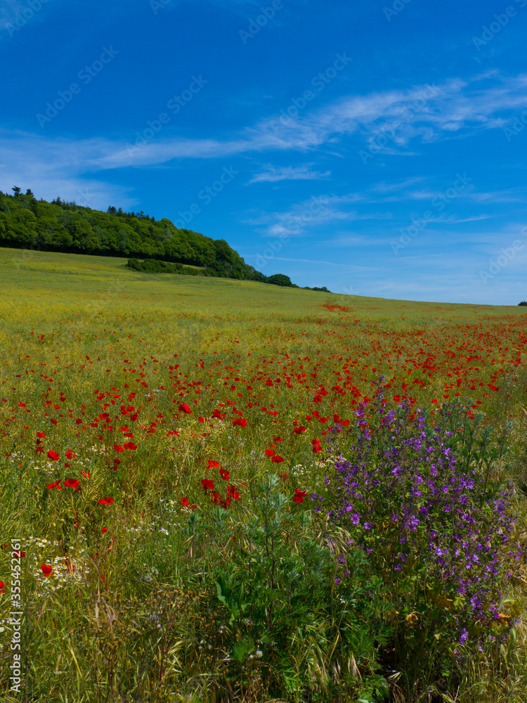 Poppy Field near Guildford Surrey England