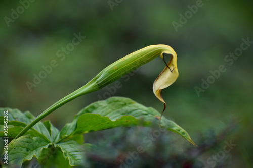 Snake flower Arisaema consanguineum (Himalayan Cobra Lily) seen during monsoon trek to Valley of Flowers National Park, unesco world heritage site in Nanda Devi Biosphere Reserve, Uttarakhand, India.