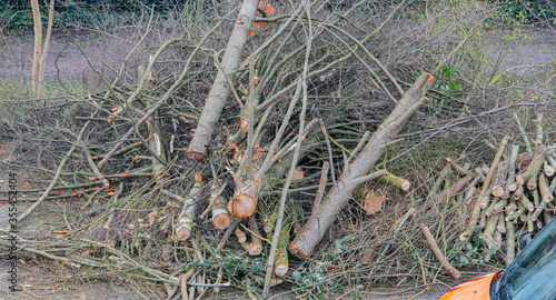 Wallpaper Mural Baumkletterer bei der Baumpflege im Frühling Torontodigital.ca