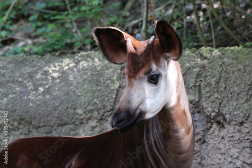 Plakat Okapi at San Diego Zoo