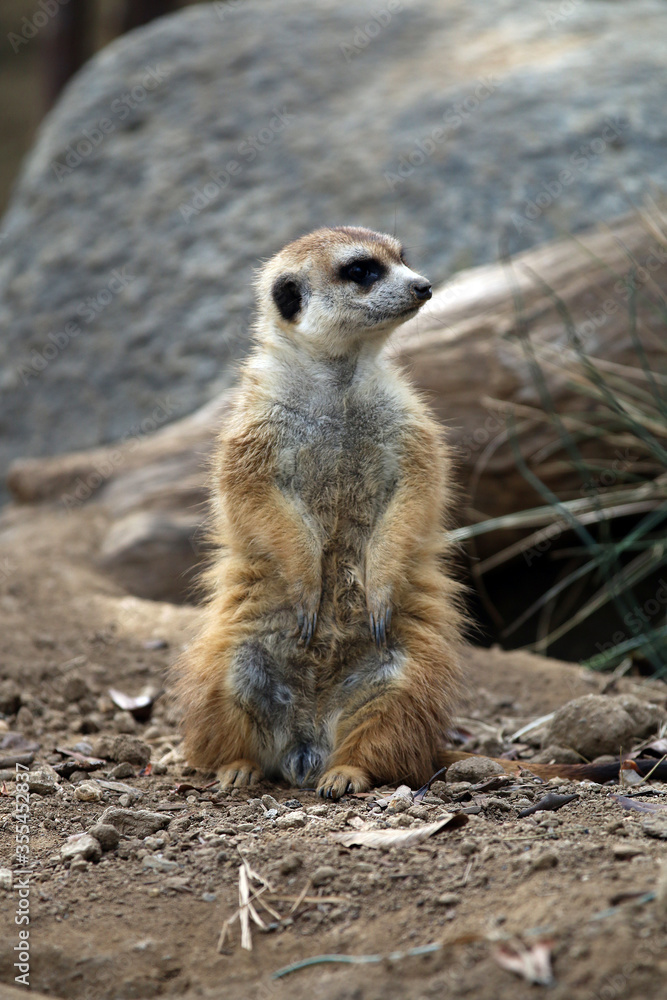 Meerkats at San Diego Zoo California Meerkats at San Diego Zoo California