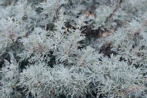 frost on a tree