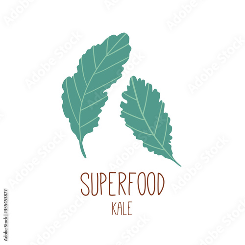 Kale. Illustration of green leaves