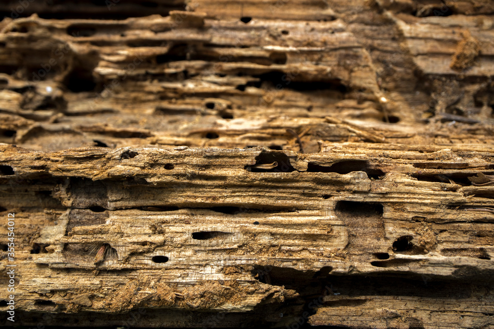 Background of old wood eaten by bugs. Closeup. Background of old wood eaten by bugs. Closeup.