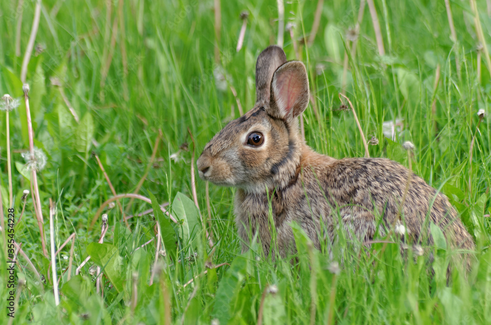 A young Eastern Cottontail in the grass A young Eastern Cottontail in the grass