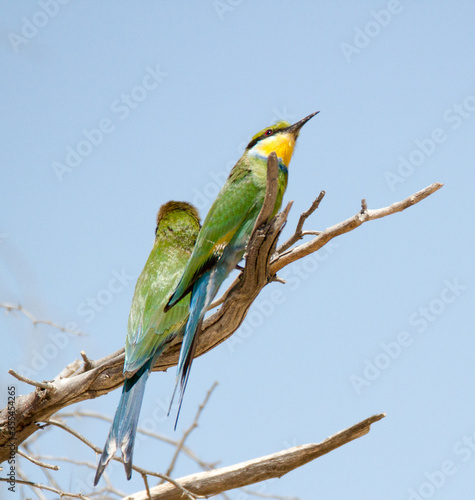 Pair of Swallow-tailed Bee-eaters in the Kalahari South Africa