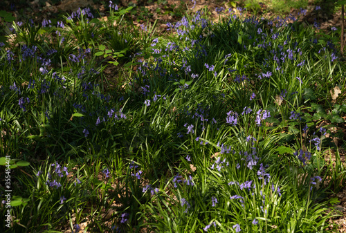 Bluebells in in forest. Wild flowers. Beautiful spring landscapes. Seasonal backgrounds. Springtime wallpaper. Selective focus.