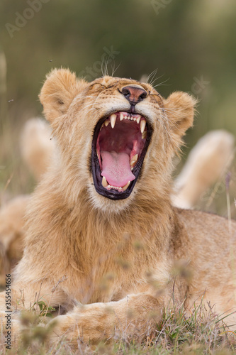 Young lion yawning in Masai Mara , Kenya