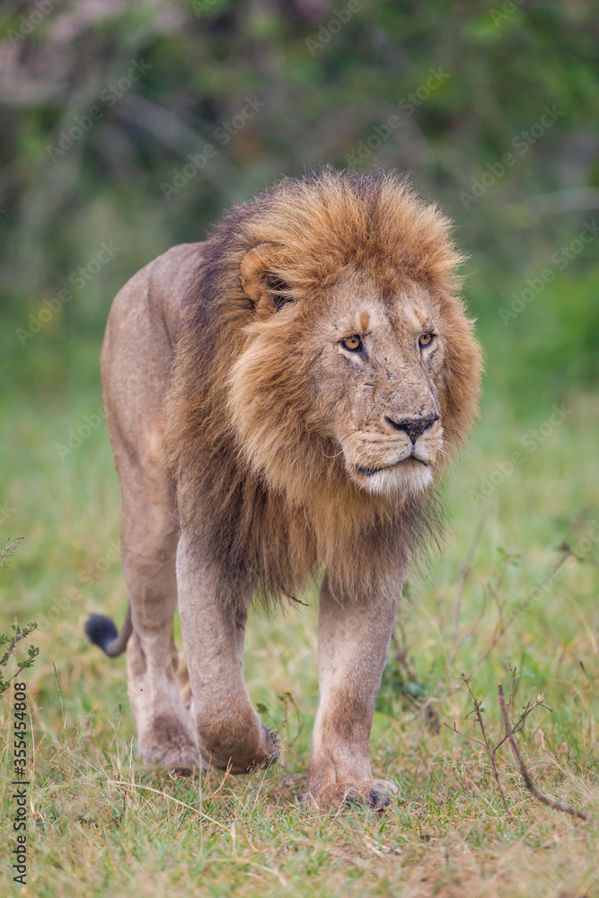 Lion walking in Masai Mara Conservancy, kenya Lion walking in Masai Mara Conservancy, kenya
